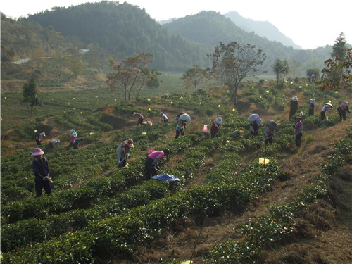 茶場基地