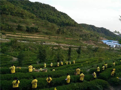 茶場基地