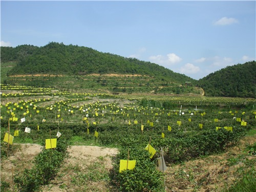 茶場基地