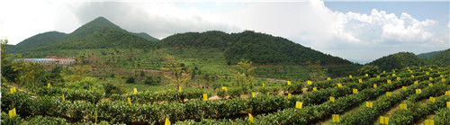 茶場基地