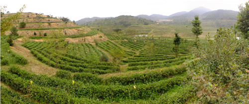 茶場基地