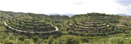茶場基地