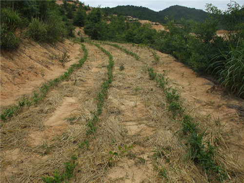 茶場基地