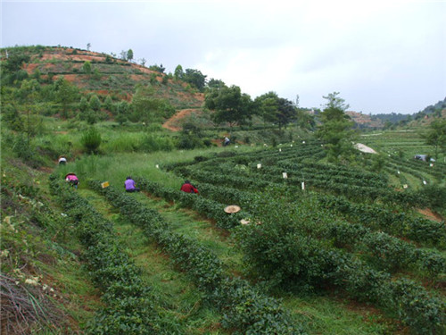 茶場基地