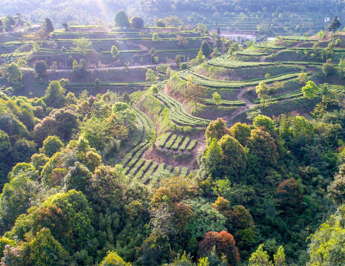 茶場基地