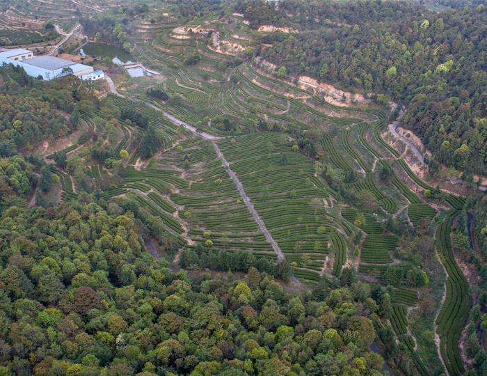 茶場基地